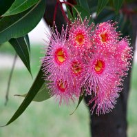 Eucalyptus honey